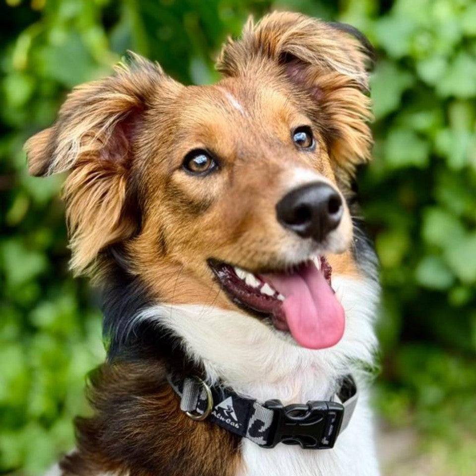 Alu-Cab Dog Collar